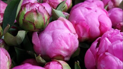 Une Envie de Fleurs, Fleuriste à Saleilles