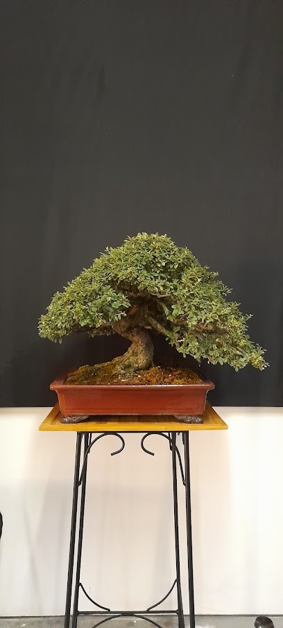 BONSAI VIENNE, Fleuriste à Châtellerault