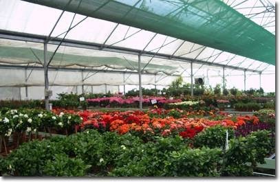 Les Serres De L'Isle - Grossiste - Professionnels Uniquement, Fleuriste à Coulounieix-Chamiers