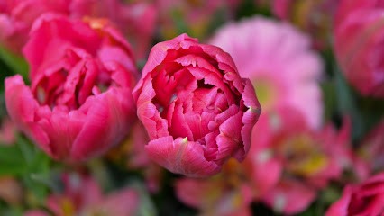 Fleuriste Ann Van Diepen, Fleuriste à Vauvert