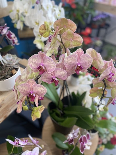 Esprit Fleur, Fleuriste à Palaiseau