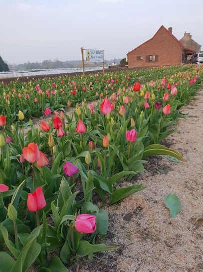 Cueillette Fleurie, Fleuriste à Clairmarais