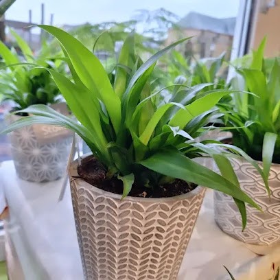 Natura Lys, Fleuriste à Bairon et ses environs