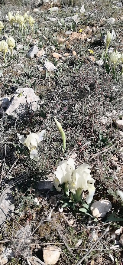 Hardy Ketty Floral & Végétal Design, Fleuriste à Uzès